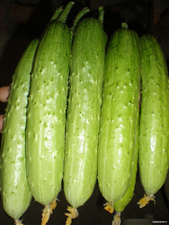 QJF Yellow Long CucumberSϷN