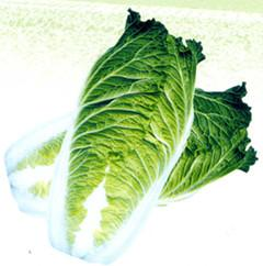 ��G65�����ײ˷N��